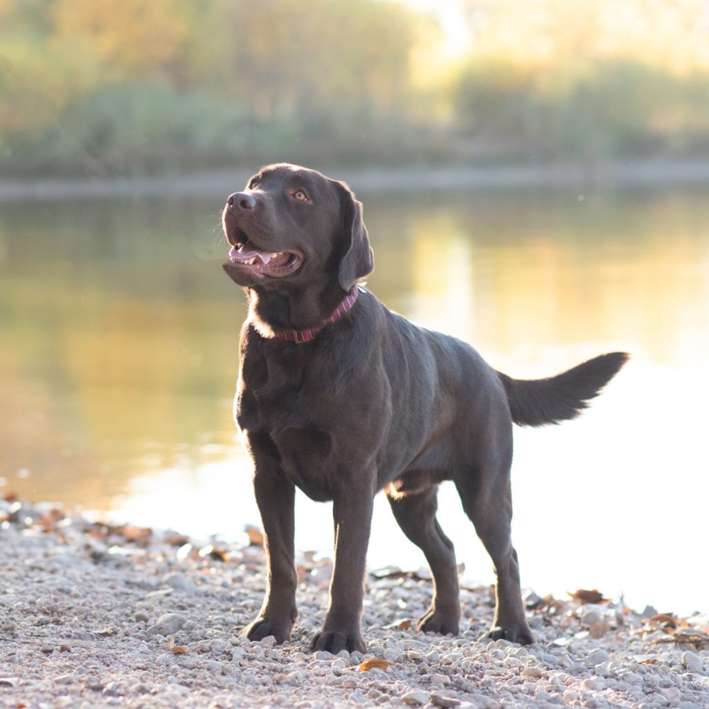 Chocolate English Labrador Tennessee