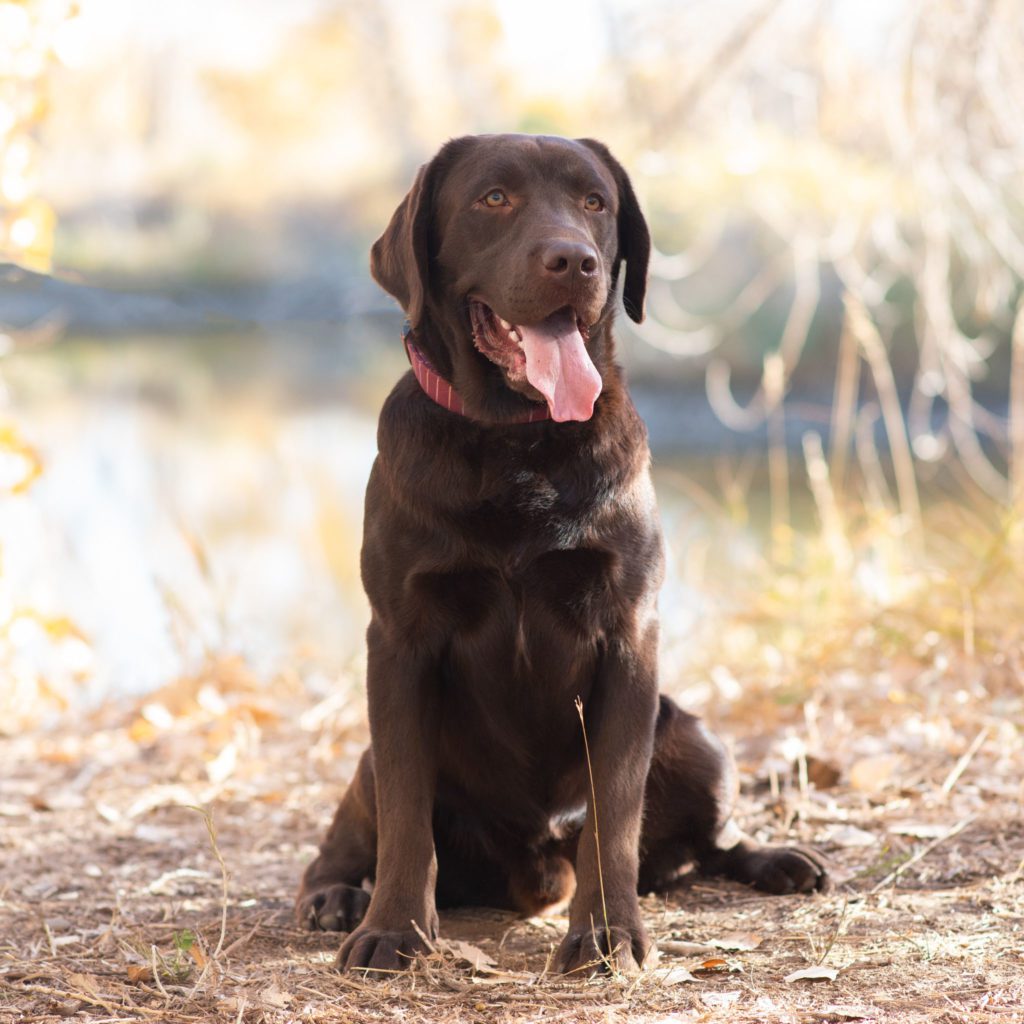 Chocolate English Lab