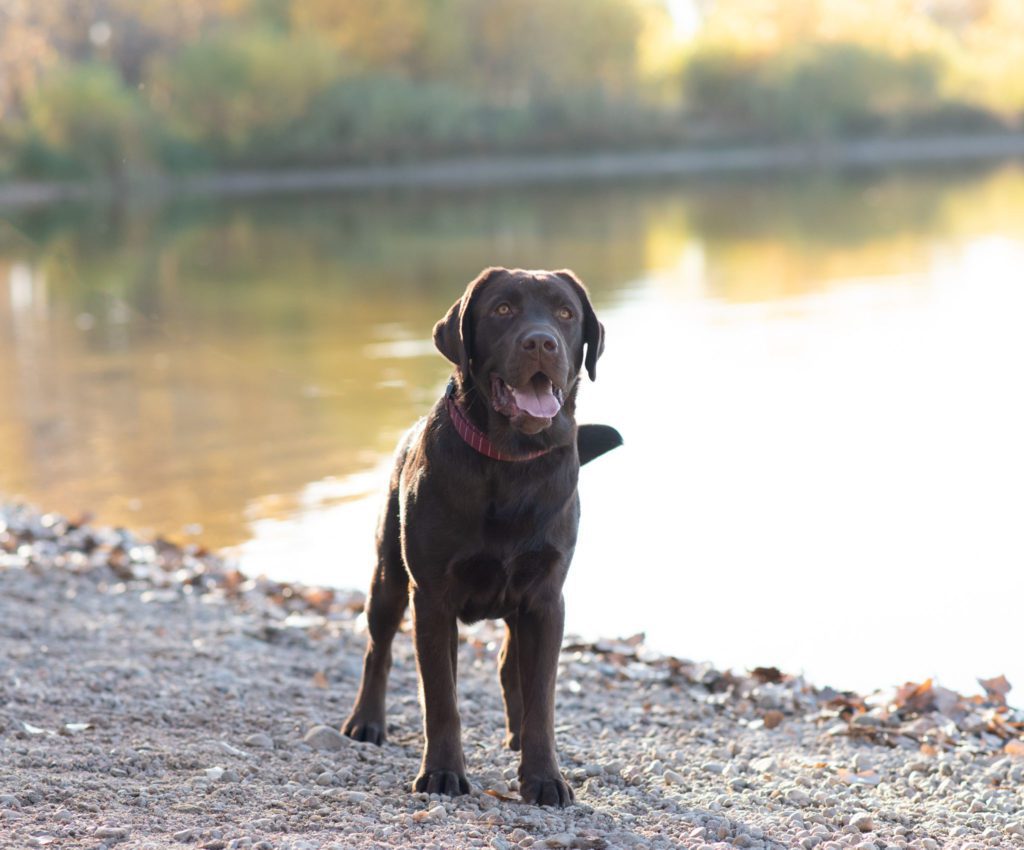 Perfect Labrador retriever 