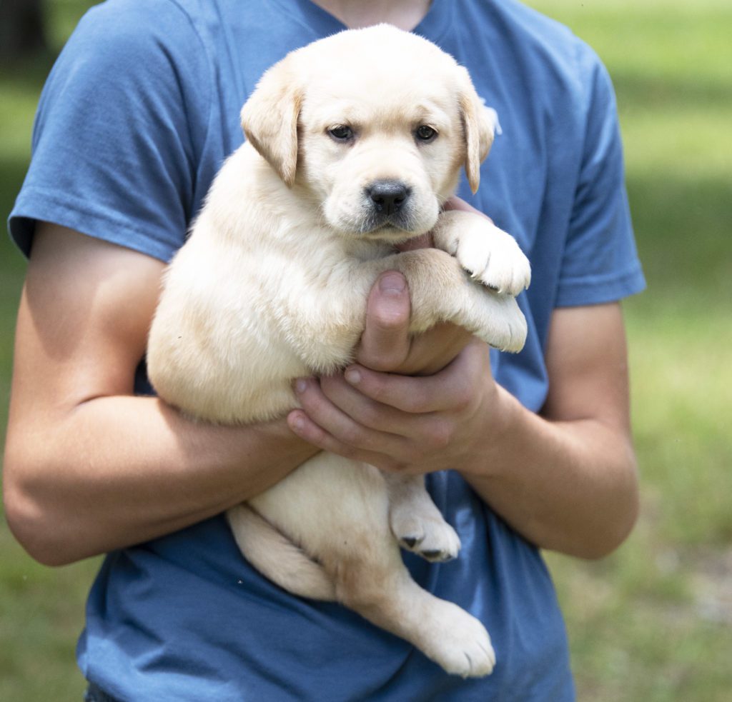 Southern Labrador Puppy