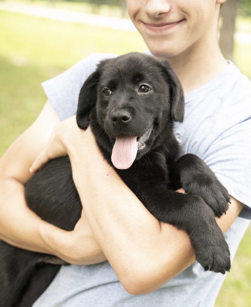 Available Black Labrador Puppy 