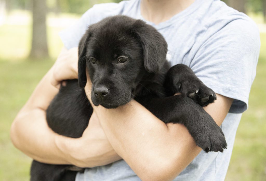 Labrador Water Dog 