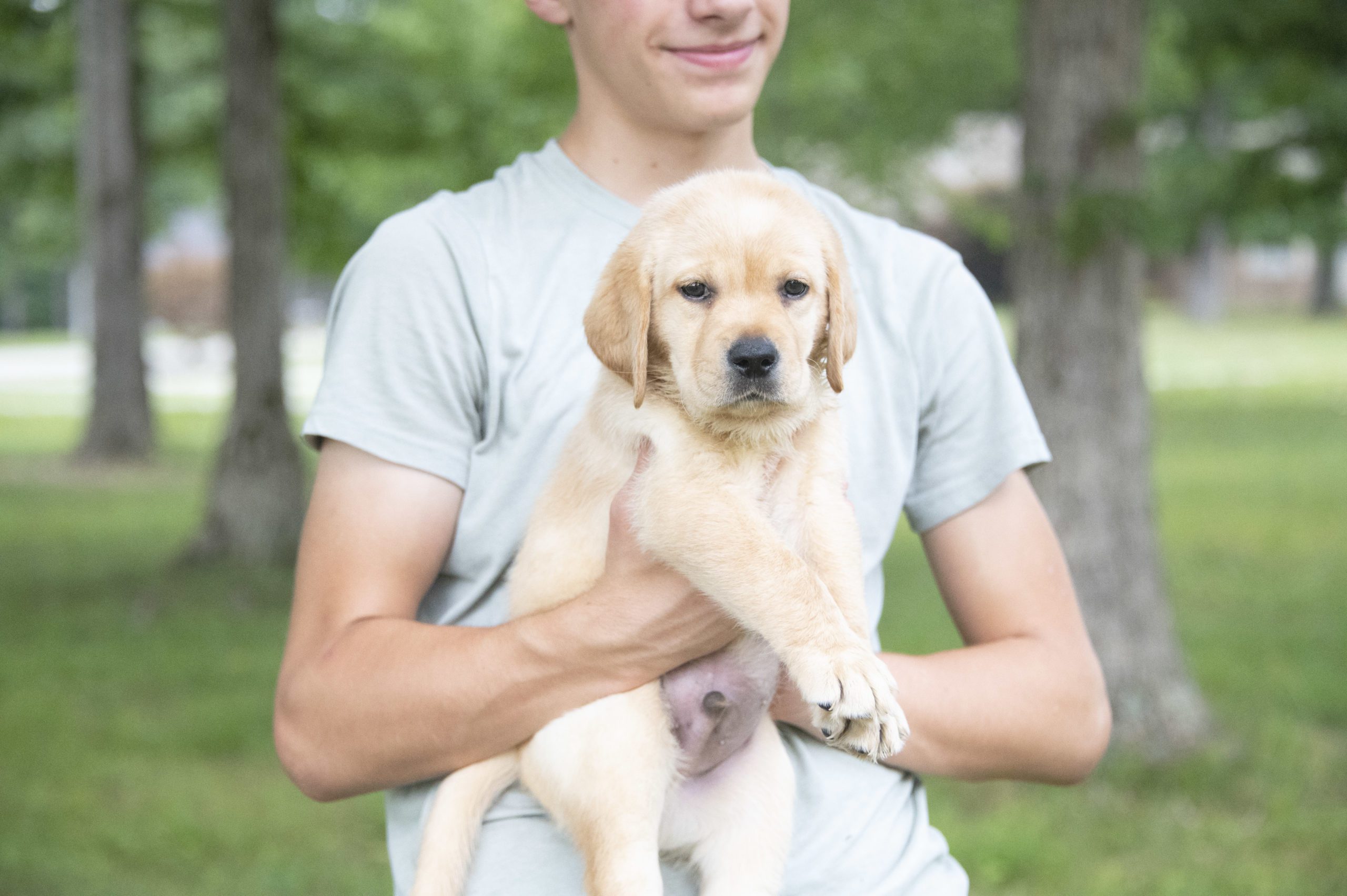 English Labrador retriever Puppy