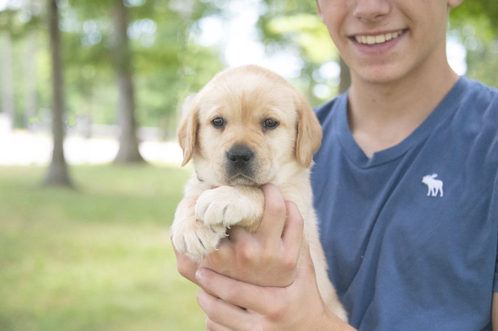 Available Labrador Puppy 