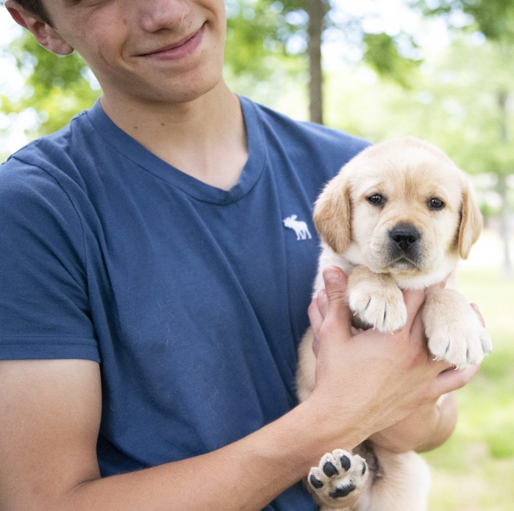 Well Loved English Labrador Puppy 