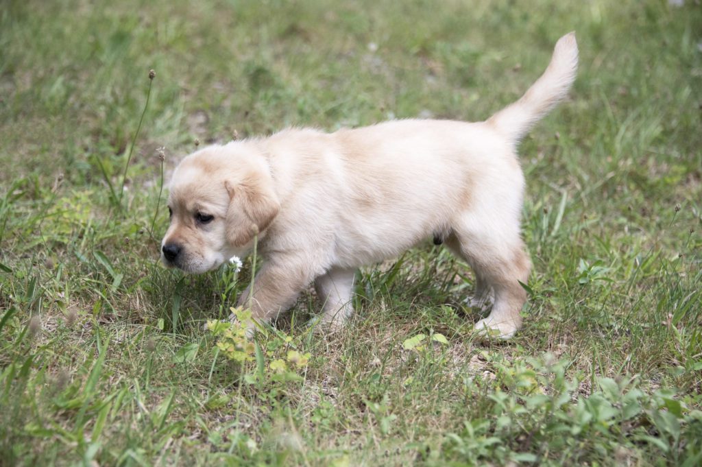 Available Yellow Labrador Puppy 