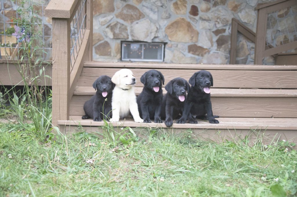 English labrador puppies 