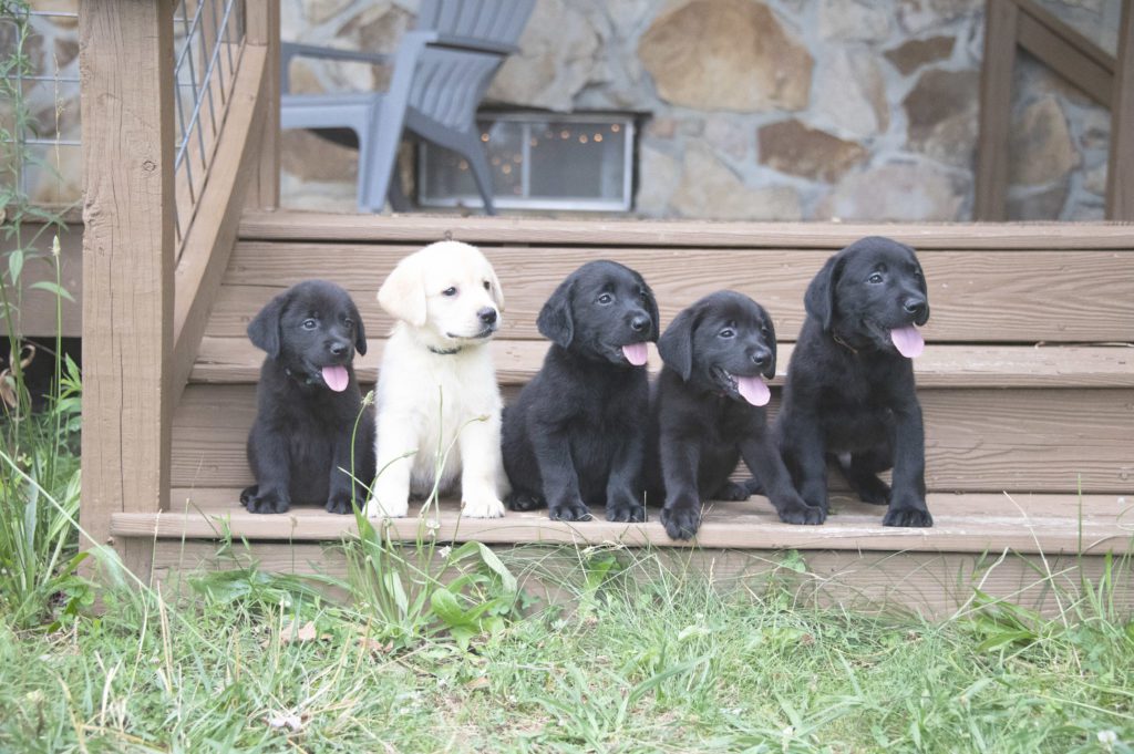 Yellow and Black Tennessee Labradors 