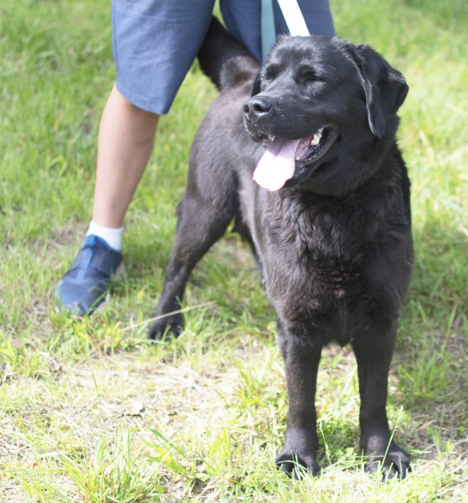 Black Labrador Tennessee 