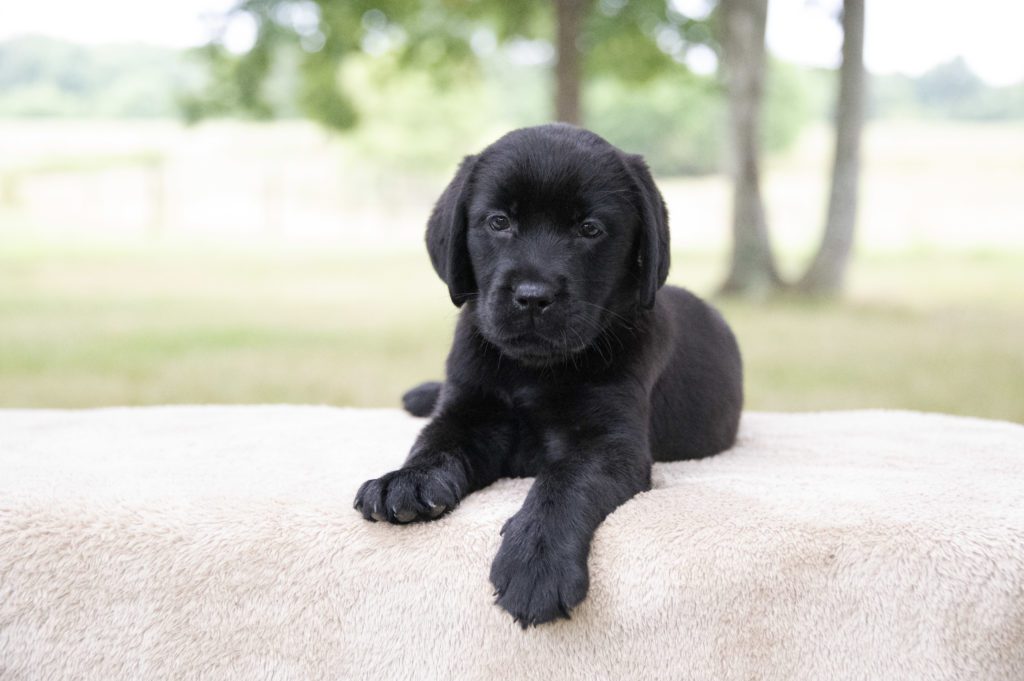 Black English lab puppy