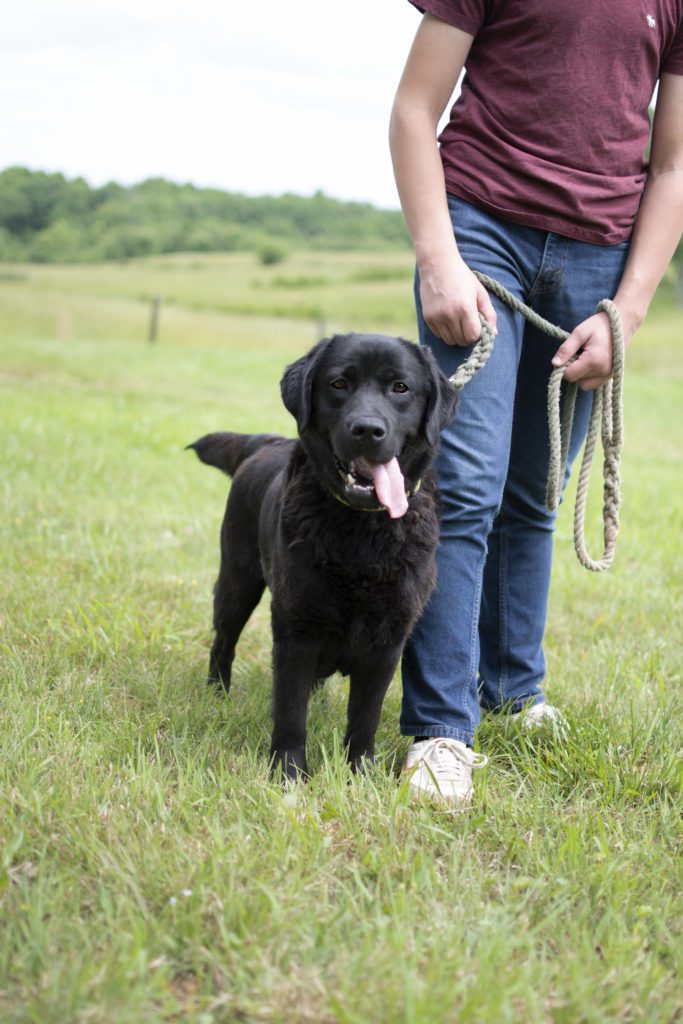 Black English Lab on leash 