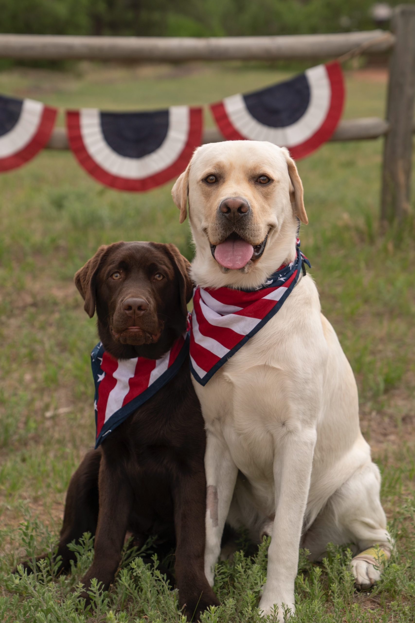 English Labrador Dogs