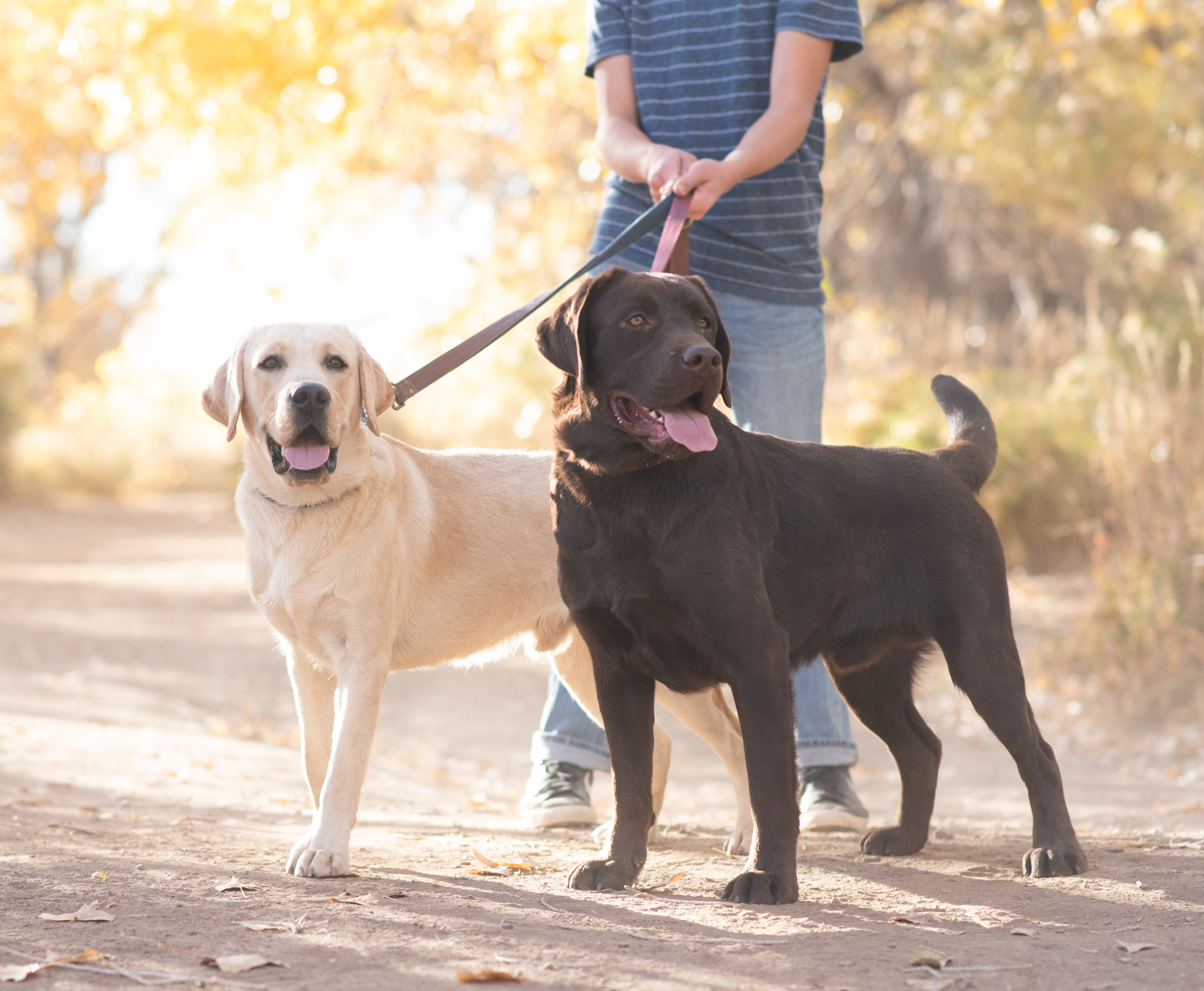 English Labrador Studs