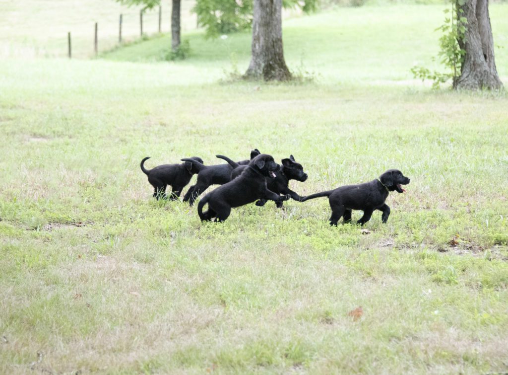 labrador puppy tennessee 