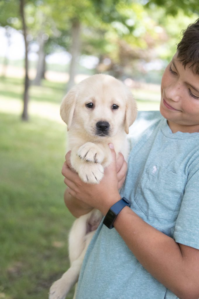 labrador puppy cuddles 