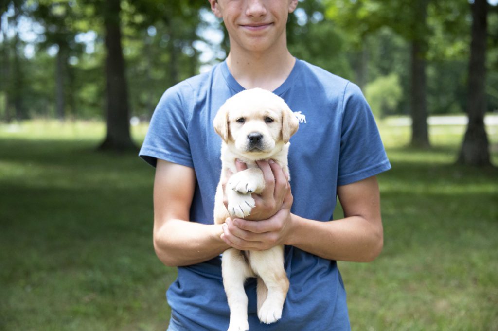 Perfect English Labrador Puppy 