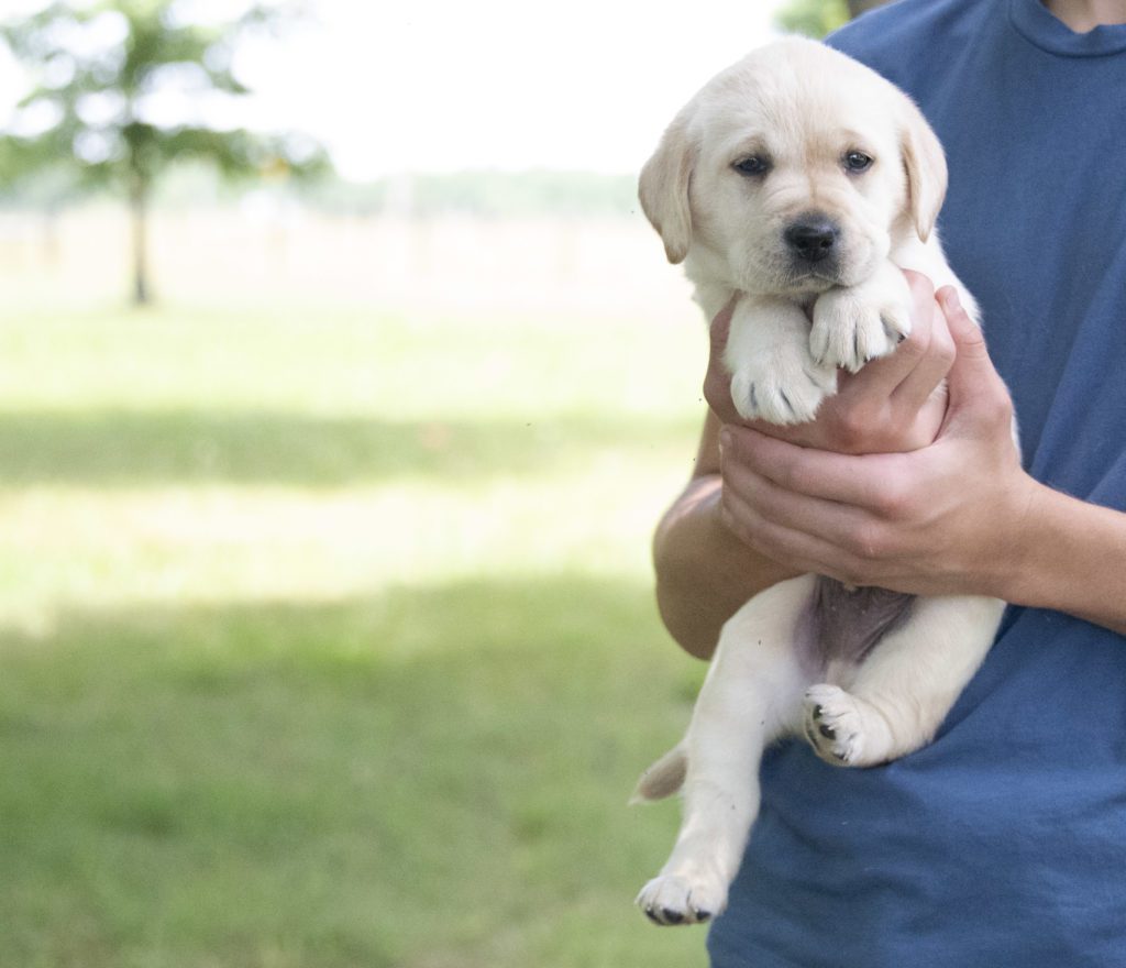 Pure Bred English labrador 