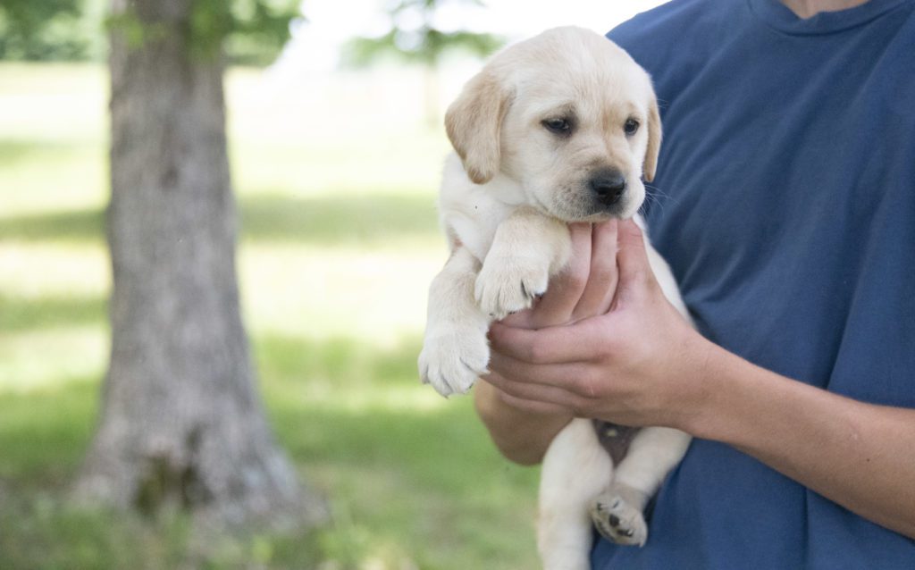 Yellow AKC Puppy Labrador 