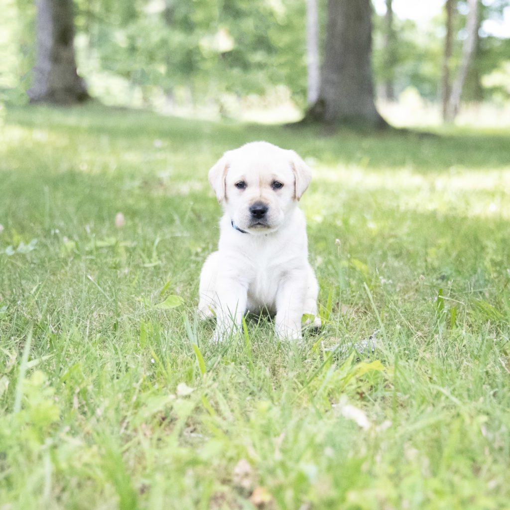 Yellow English Lab Puppy Male 