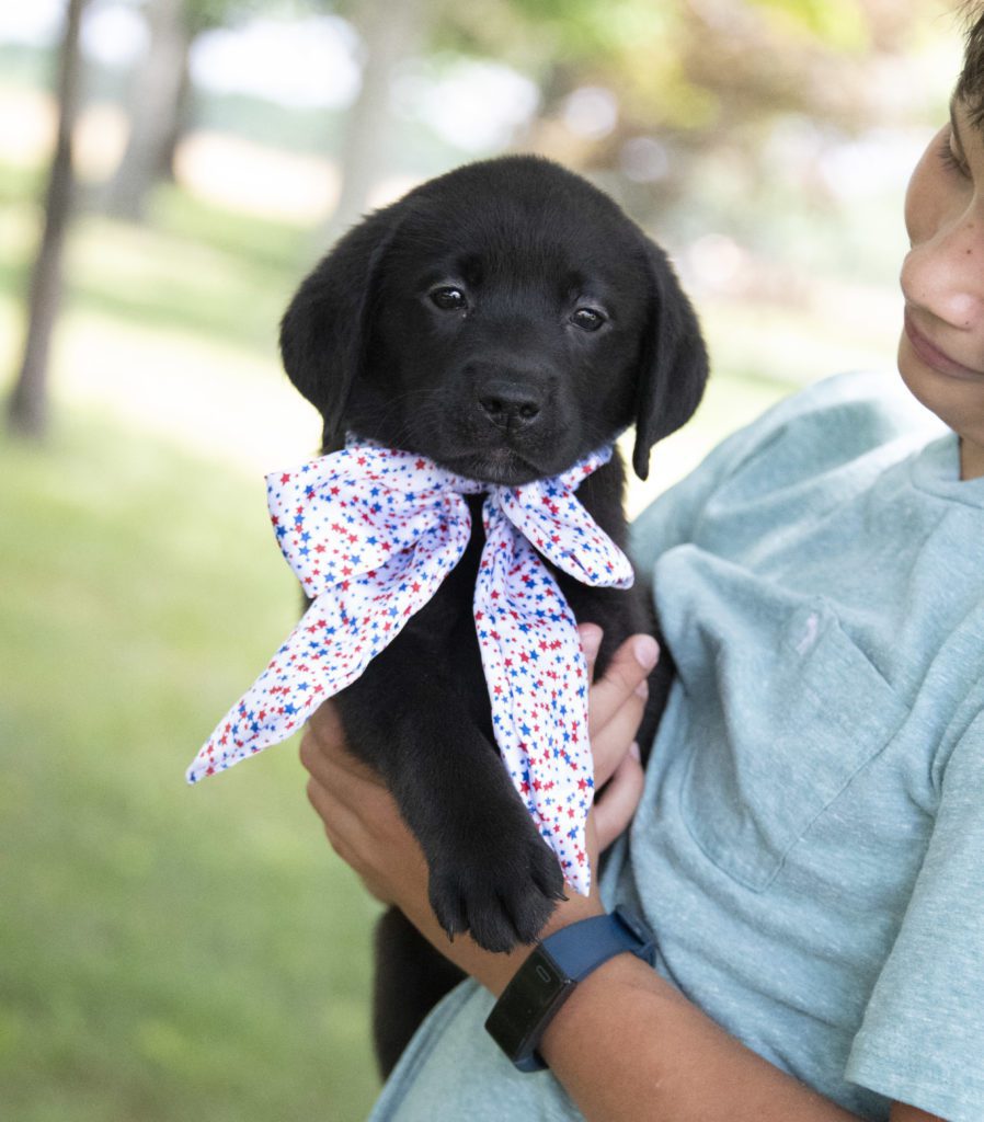 patient puppy 