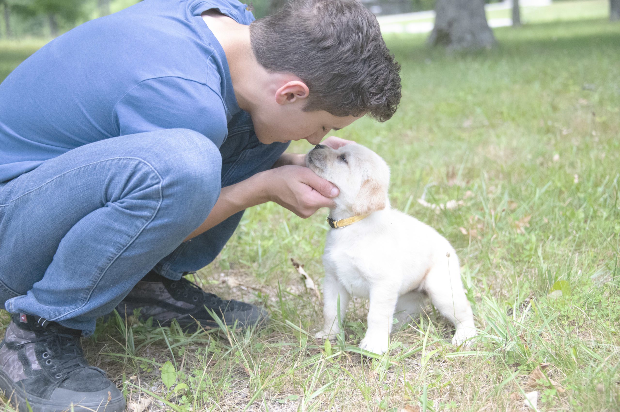 Well Loved Labrador Puppy