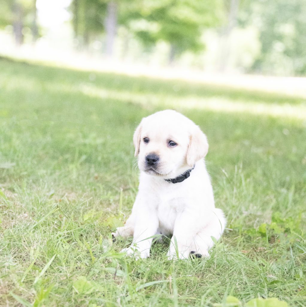 Perfect Labrador retriever Puppy 