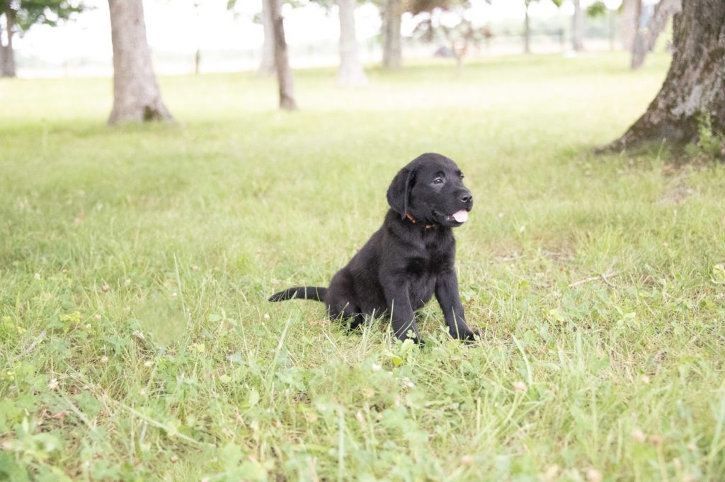 black lab puppy 