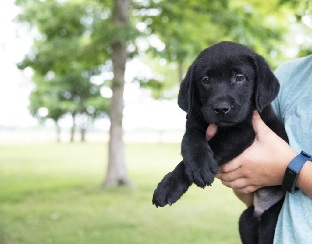 beautiful labrador puppy 