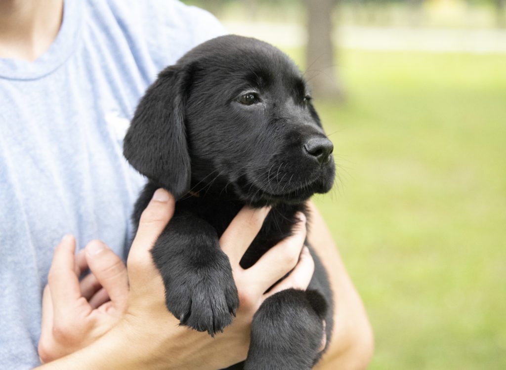 Black Labrador Puppy 