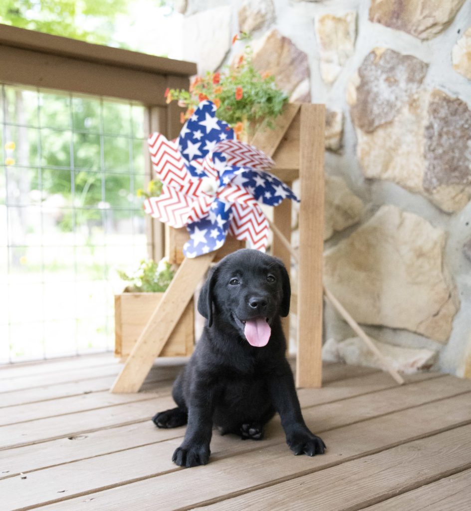 Black Labrador Puppy 