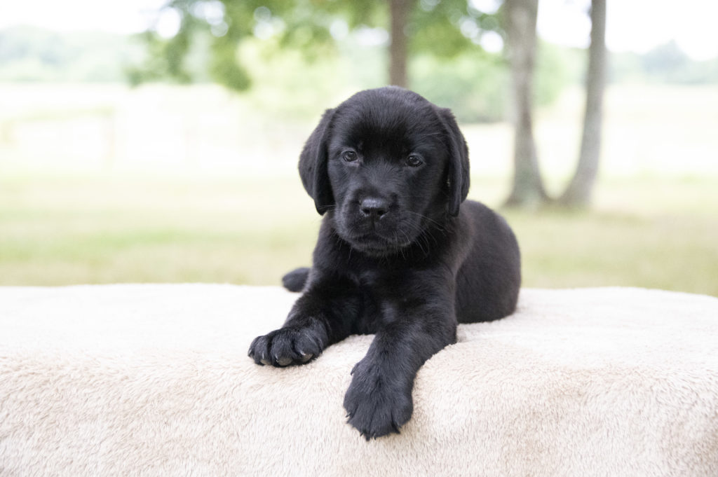 English Labrador Puppy