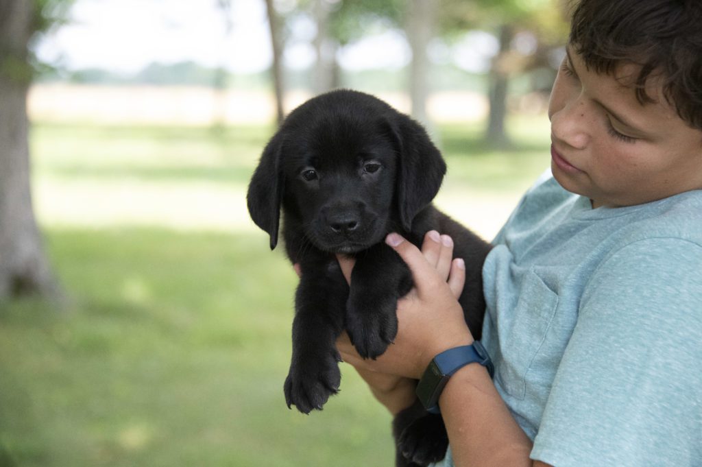 black lab female 