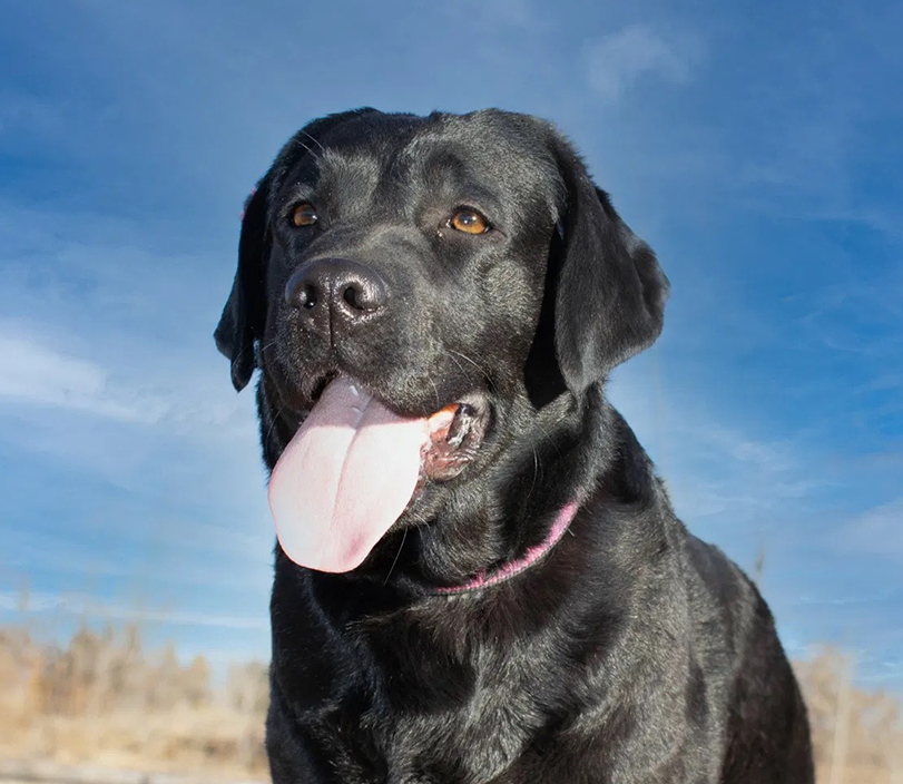 English Lab vs American Lab