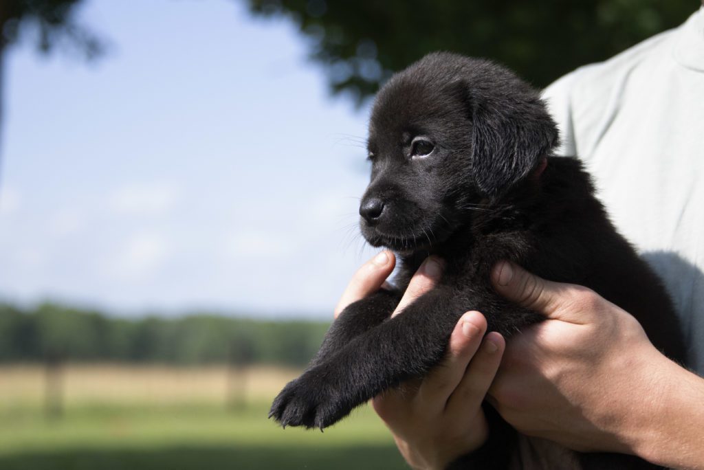 labrador puppy profile 