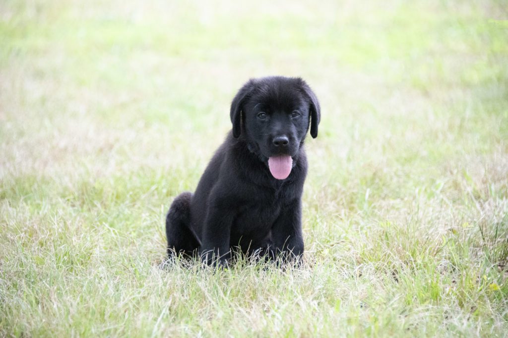 Black lab puppy 