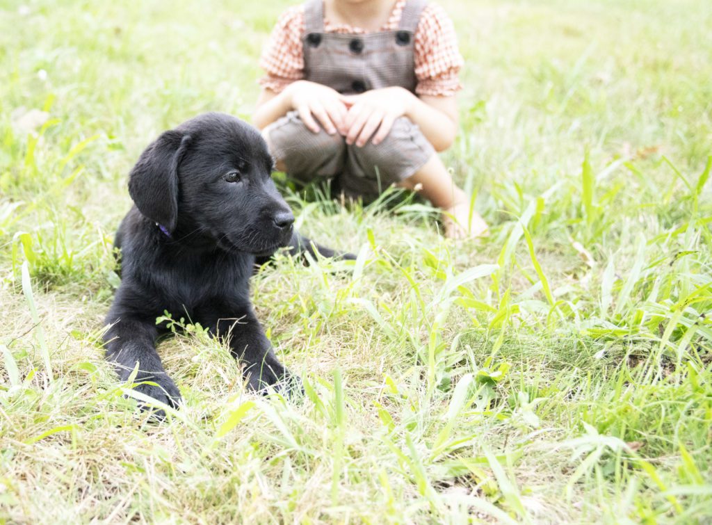 AKC English Labrador Puppy 