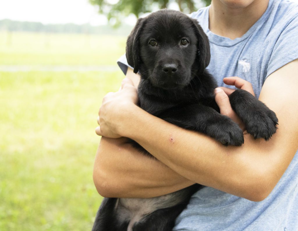 AKC English Labrador Puppy 