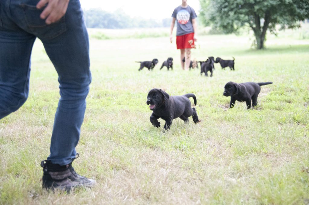 black labrador puppies 