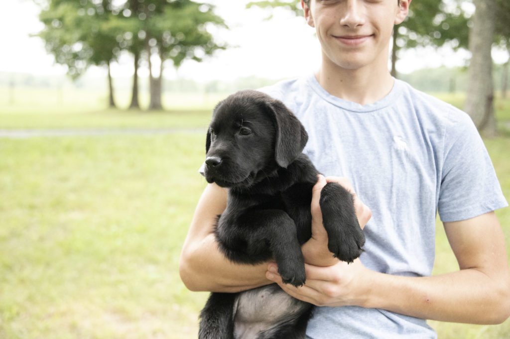 Beautiful Lab Puppy 