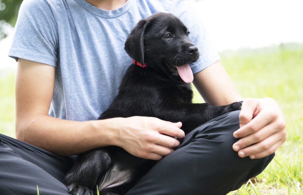 Beautiful Lab Puppy 