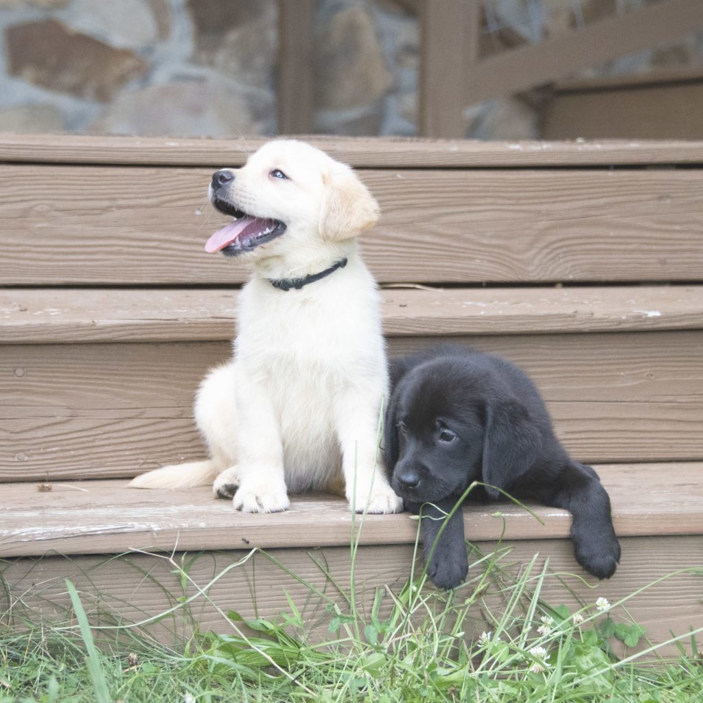 Yellow and Black Labrador Puppies 