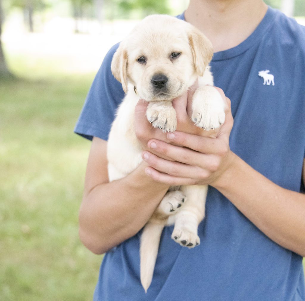 Loved Yellow Labrador Puppy