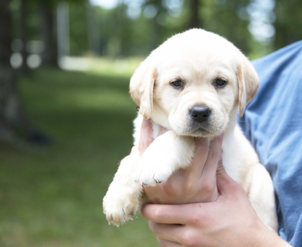 Yellow English Labrador Puppy 