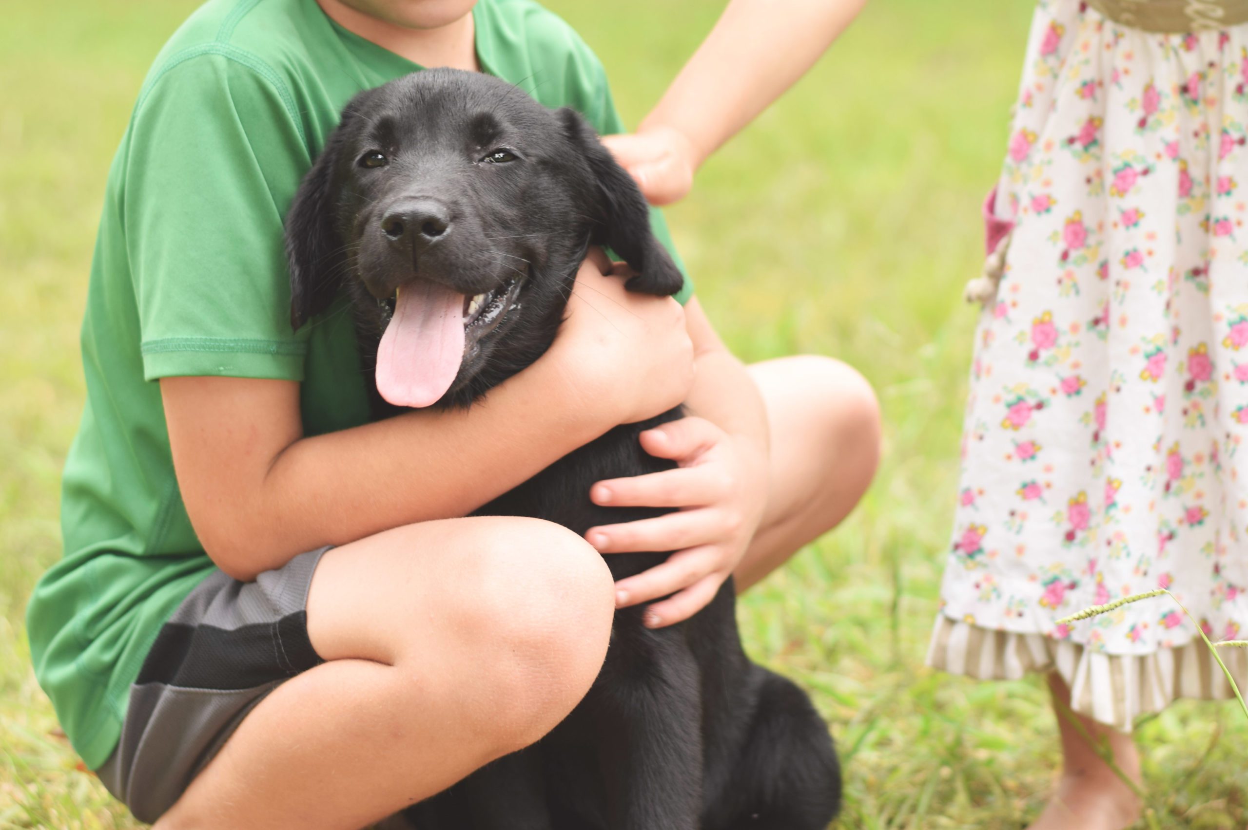 Black English Lab Puppy