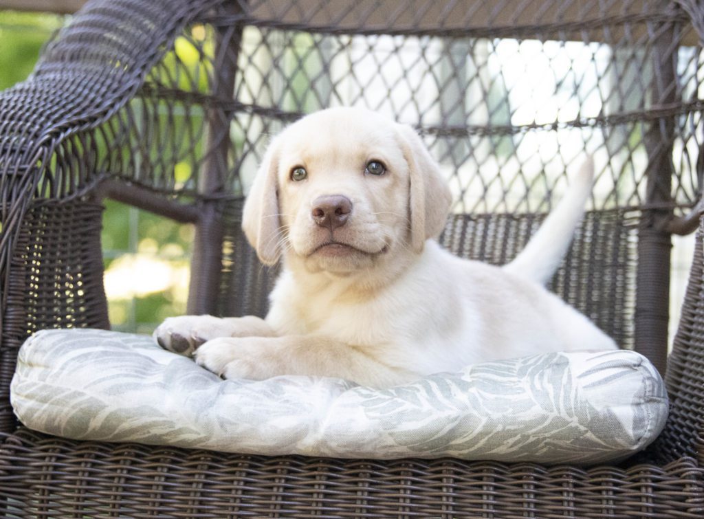 White lab puppy 