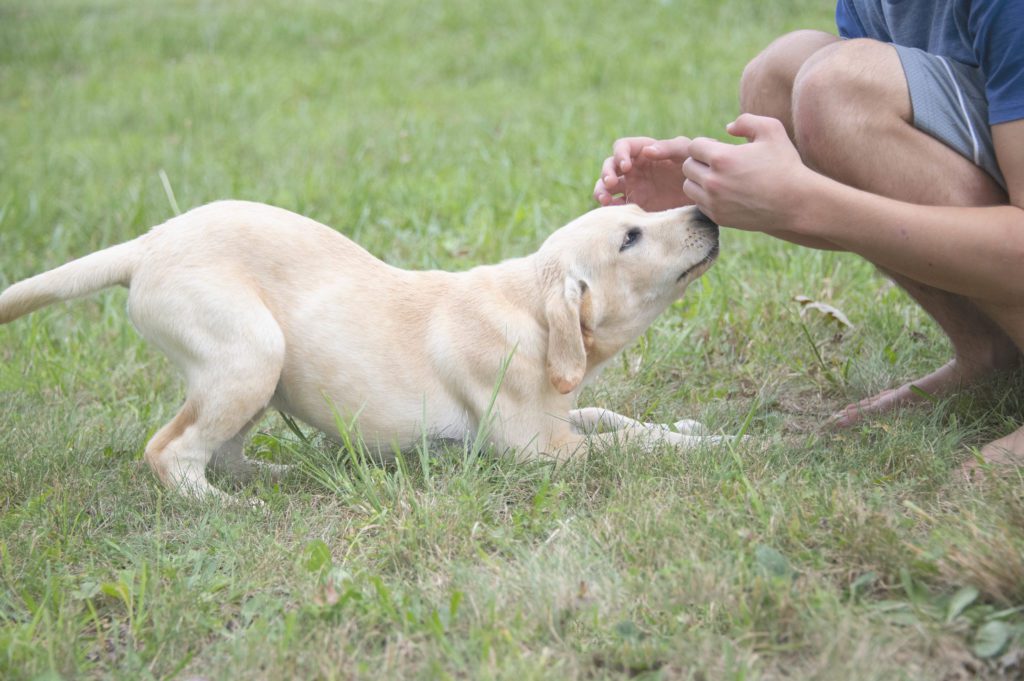 Yellow Labrador Available 