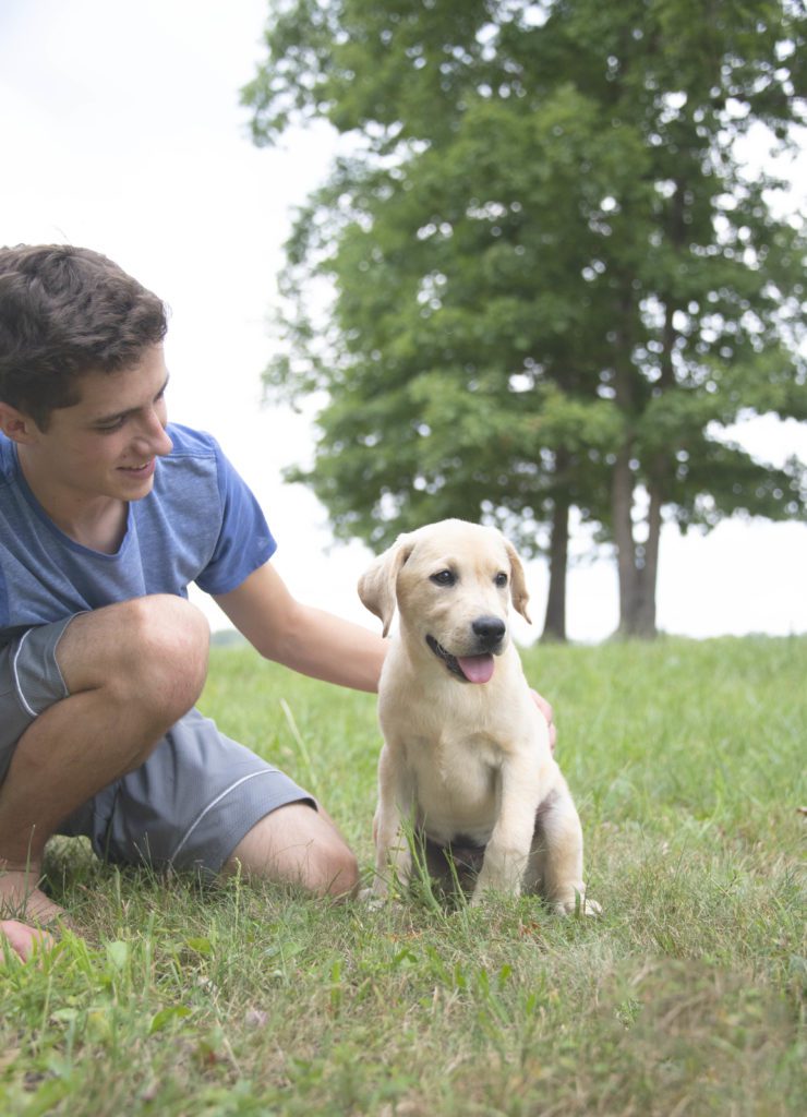 Available Yellow Lab Puppy