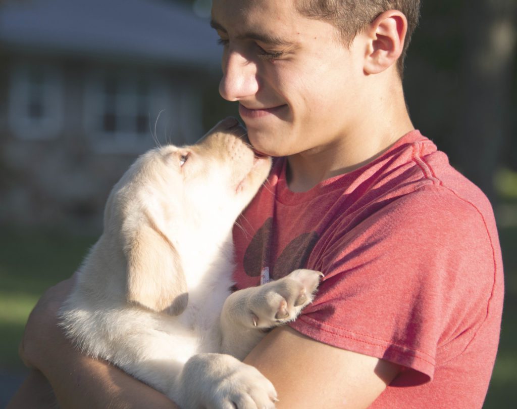 Dudley Lab Puppy 