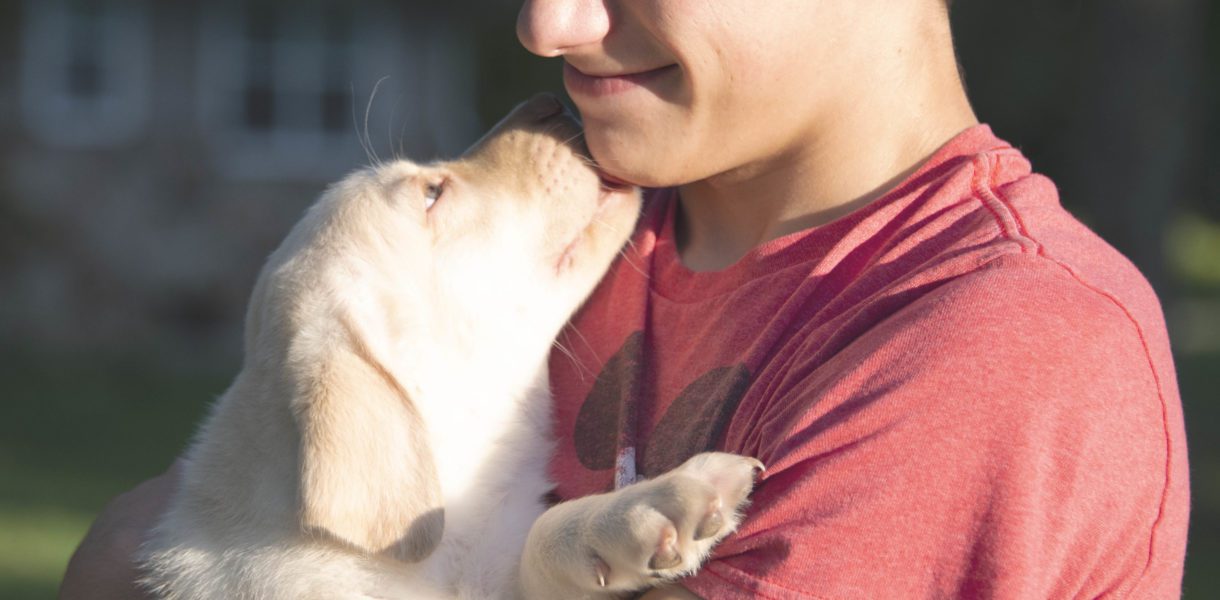 Why is a Labrador retriever a perfect pet?