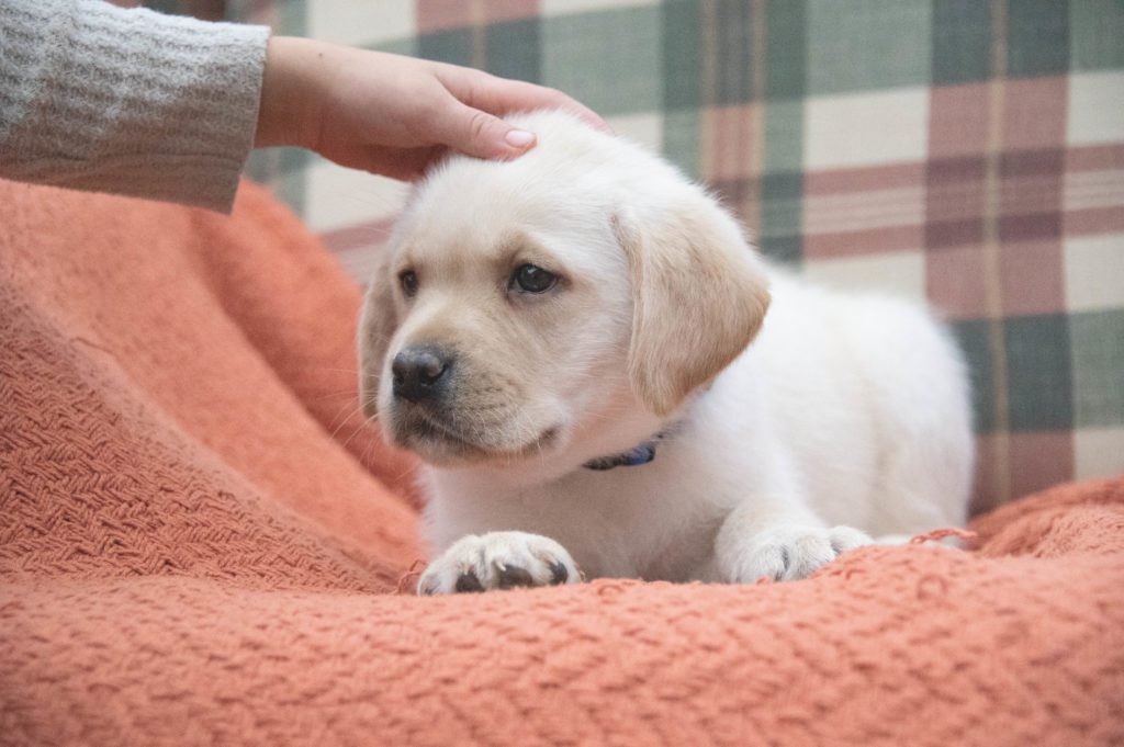 English Lab Male Puppy Available 